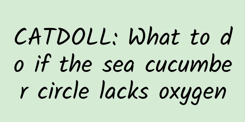 CATDOLL: What to do if the sea cucumber circle lacks oxygen