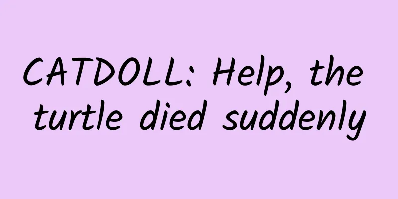 CATDOLL: Help, the turtle died suddenly
