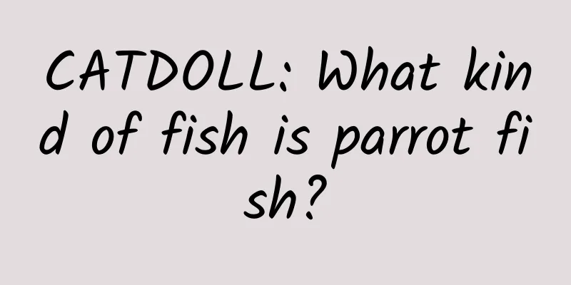 CATDOLL: What kind of fish is parrot fish?