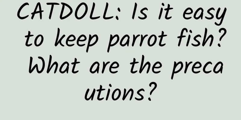 CATDOLL: Is it easy to keep parrot fish? What are the precautions?