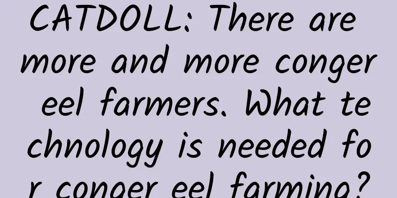 CATDOLL: There are more and more conger eel farmers. What technology is needed for conger eel farming?