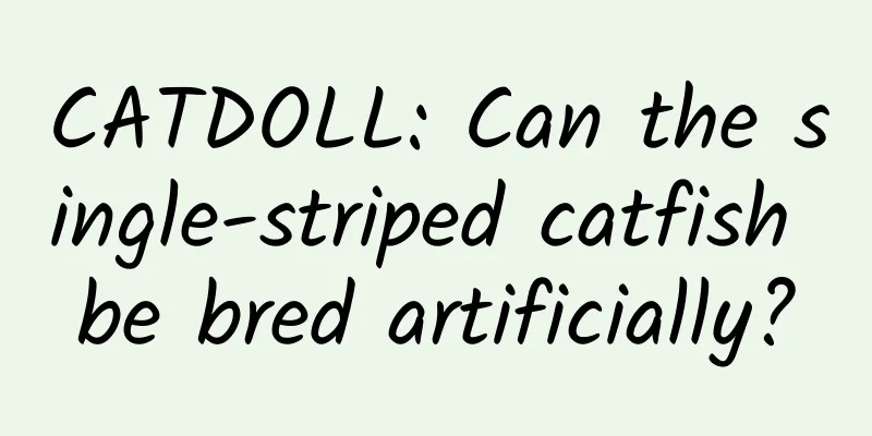CATDOLL: Can the single-striped catfish be bred artificially?