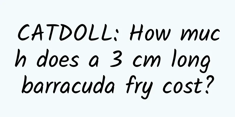 CATDOLL: How much does a 3 cm long barracuda fry cost?
