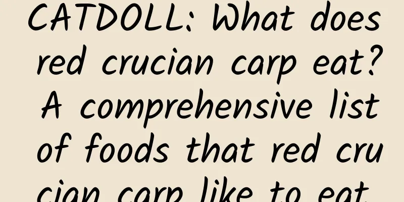 CATDOLL: What does red crucian carp eat? A comprehensive list of foods that red crucian carp like to eat