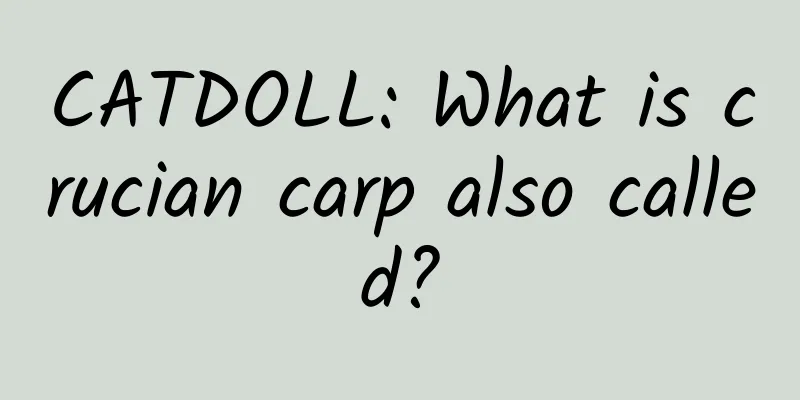 CATDOLL: What is crucian carp also called?