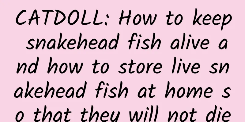 CATDOLL: How to keep snakehead fish alive and how to store live snakehead fish at home so that they will not die