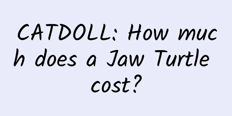 CATDOLL: How much does a Jaw Turtle cost?