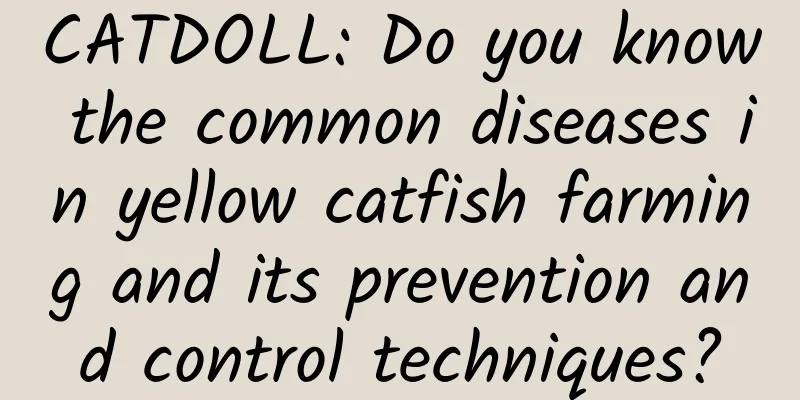 CATDOLL: Do you know the common diseases in yellow catfish farming and its prevention and control techniques?
