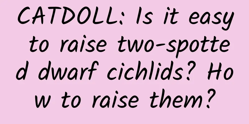 CATDOLL: Is it easy to raise two-spotted dwarf cichlids? How to raise them?