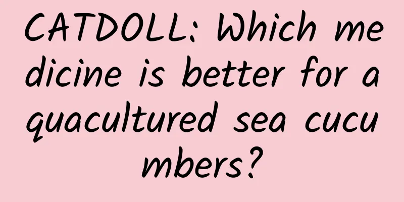 CATDOLL: Which medicine is better for aquacultured sea cucumbers?