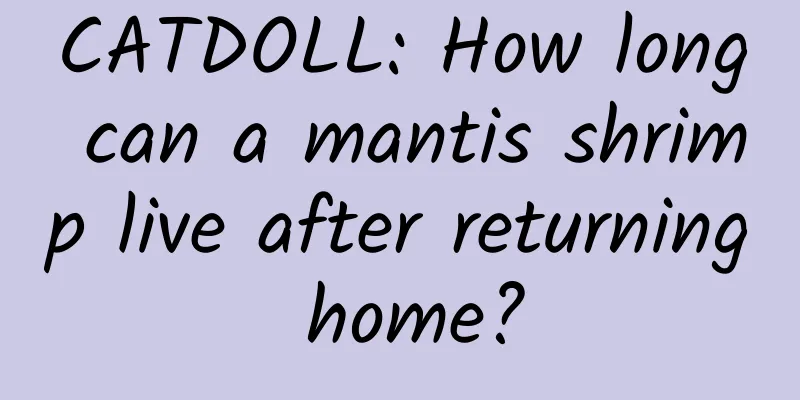 CATDOLL: How long can a mantis shrimp live after returning home?