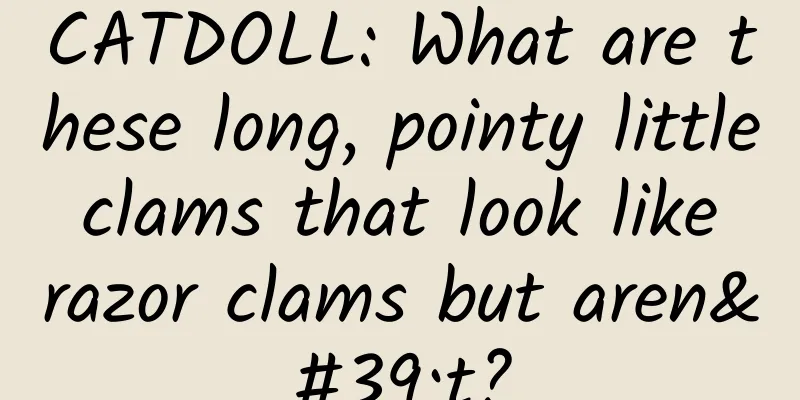CATDOLL: What are these long, pointy little clams that look like razor clams but aren't?