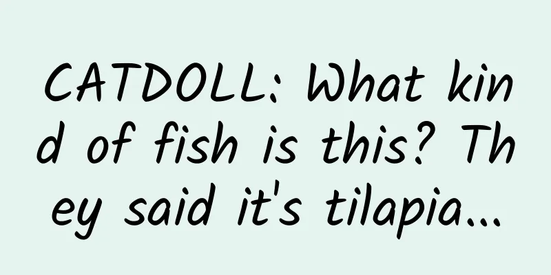 CATDOLL: What kind of fish is this? They said it's tilapia...