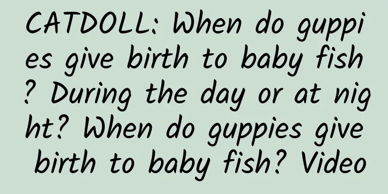 CATDOLL: When do guppies give birth to baby fish? During the day or at night? When do guppies give birth to baby fish? Video