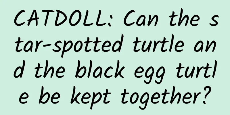 CATDOLL: Can the star-spotted turtle and the black egg turtle be kept together?