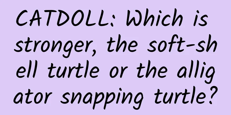 CATDOLL: Which is stronger, the soft-shell turtle or the alligator snapping turtle?
