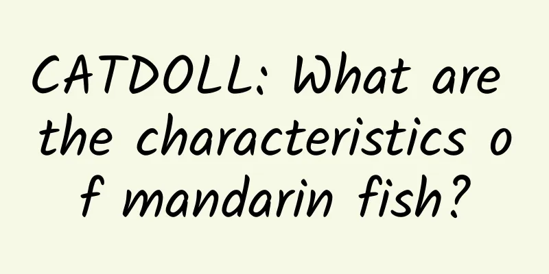CATDOLL: What are the characteristics of mandarin fish?