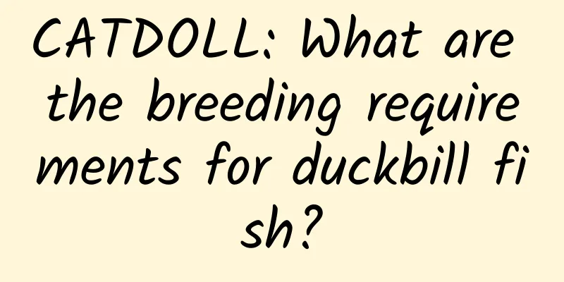 CATDOLL: What are the breeding requirements for duckbill fish?
