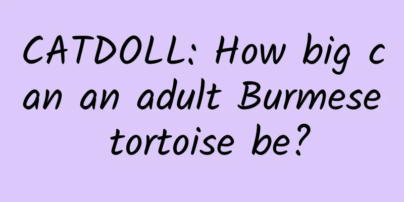 CATDOLL: How big can an adult Burmese tortoise be?