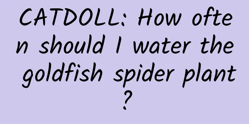 CATDOLL: How often should I water the goldfish spider plant?