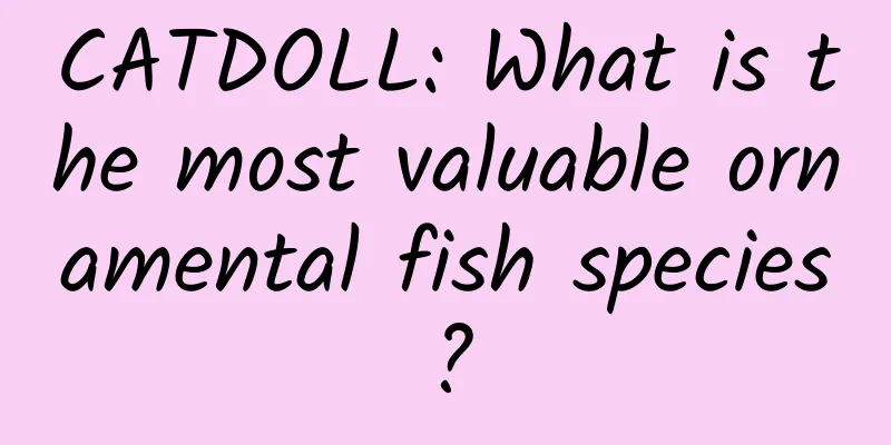 CATDOLL: What is the most valuable ornamental fish species?