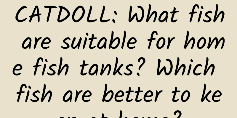 CATDOLL: What fish are suitable for home fish tanks? Which fish are better to keep at home?