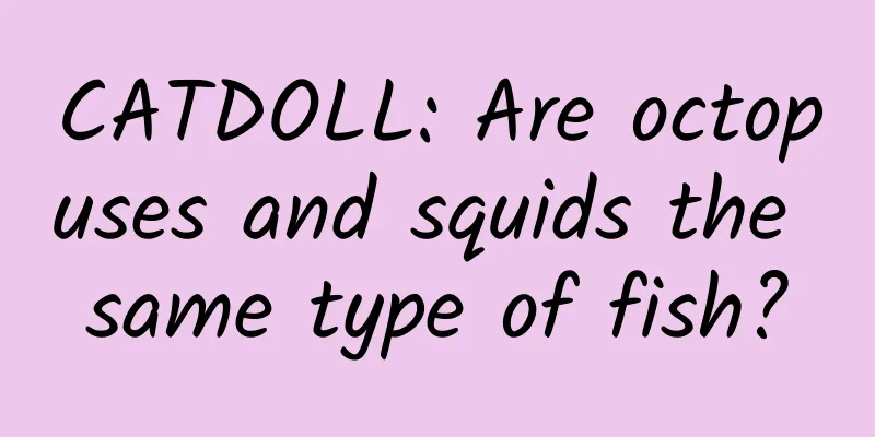 CATDOLL: Are octopuses and squids the same type of fish?