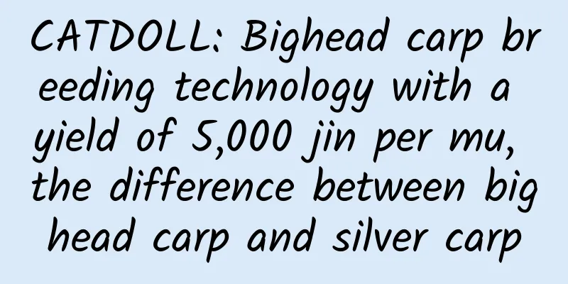 CATDOLL: Bighead carp breeding technology with a yield of 5,000 jin per mu, the difference between bighead carp and silver carp