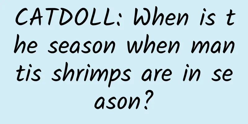 CATDOLL: When is the season when mantis shrimps are in season?