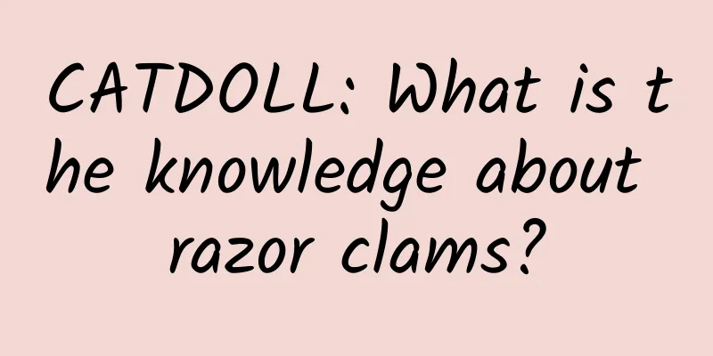 CATDOLL: What is the knowledge about razor clams?