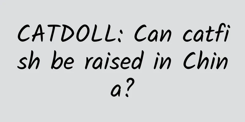 CATDOLL: Can catfish be raised in China?