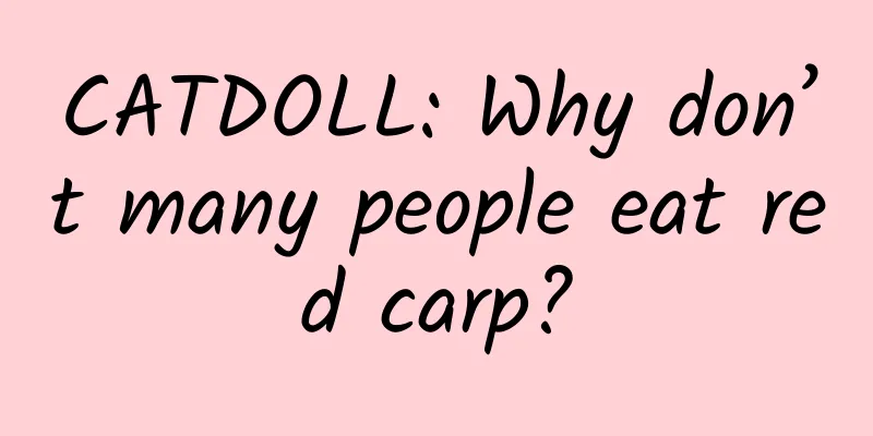 CATDOLL: Why don’t many people eat red carp?