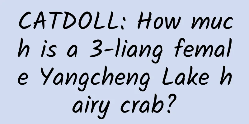 CATDOLL: How much is a 3-liang female Yangcheng Lake hairy crab?