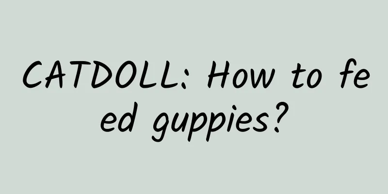CATDOLL: How to feed guppies?