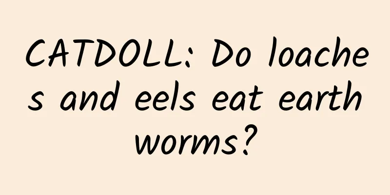 CATDOLL: Do loaches and eels eat earthworms?