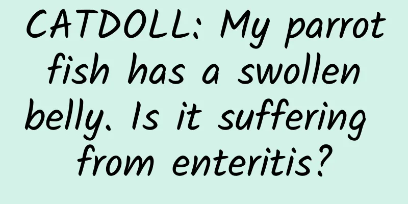 CATDOLL: My parrot fish has a swollen belly. Is it suffering from enteritis?