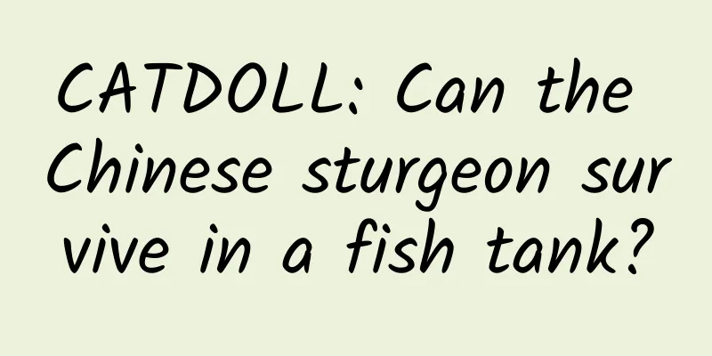 CATDOLL: Can the Chinese sturgeon survive in a fish tank?