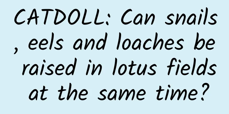 CATDOLL: Can snails, eels and loaches be raised in lotus fields at the same time?
