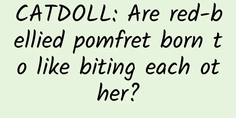 CATDOLL: Are red-bellied pomfret born to like biting each other?