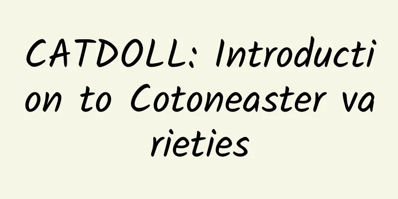 CATDOLL: Introduction to Cotoneaster varieties