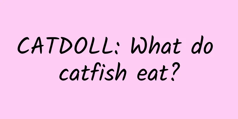 CATDOLL: What do catfish eat?
