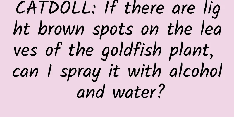 CATDOLL: If there are light brown spots on the leaves of the goldfish plant, can I spray it with alcohol and water?