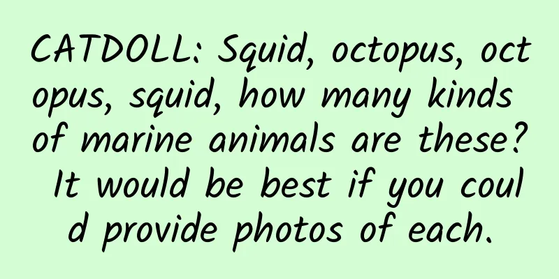 CATDOLL: Squid, octopus, octopus, squid, how many kinds of marine animals are these? It would be best if you could provide photos of each.