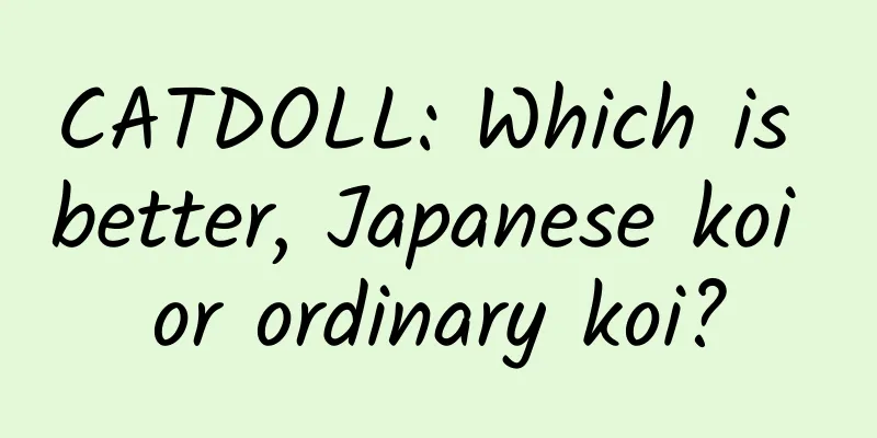 CATDOLL: Which is better, Japanese koi or ordinary koi?