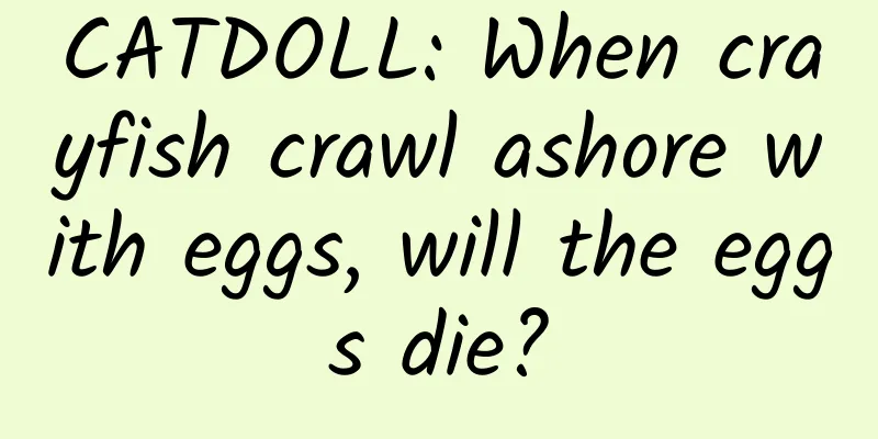 CATDOLL: When crayfish crawl ashore with eggs, will the eggs die?