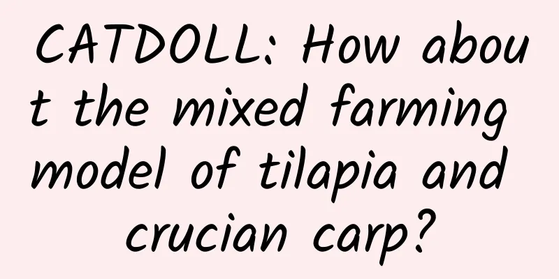 CATDOLL: How about the mixed farming model of tilapia and crucian carp?