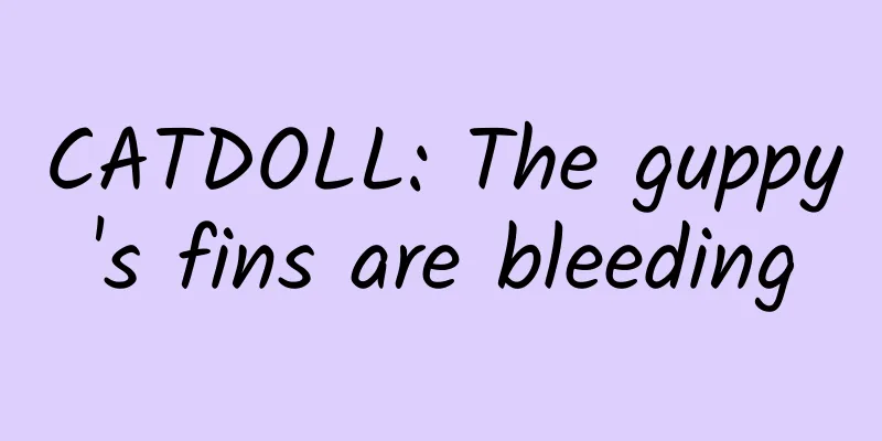CATDOLL: The guppy's fins are bleeding