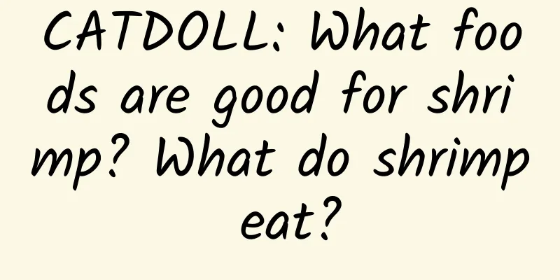 CATDOLL: What foods are good for shrimp? What do shrimp eat?
