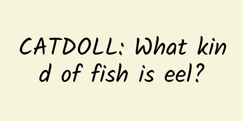 CATDOLL: What kind of fish is eel?