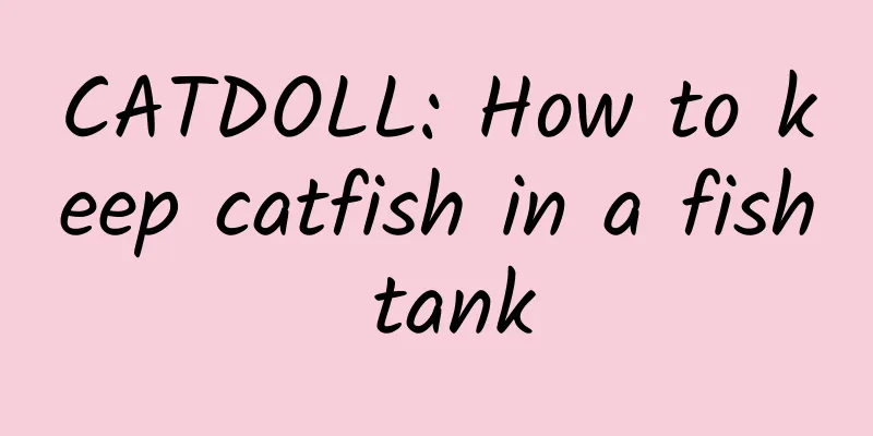CATDOLL: How to keep catfish in a fish tank